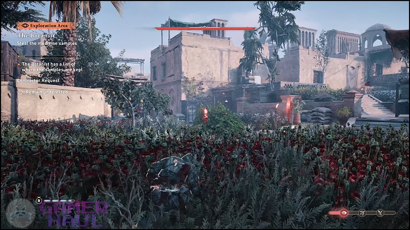 Using the thick grass in the Pharmacy to stay hidden in Assassin's Creed Mirage